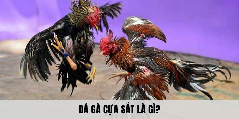 Hiểu đúng hơn về hình thức đá gà cựa sắt